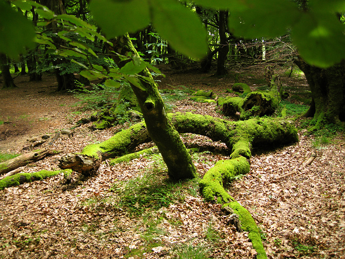 Forfald i troldeskoven